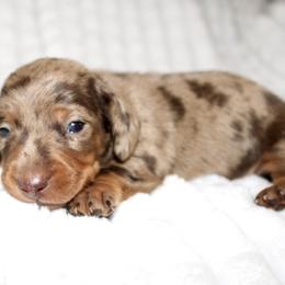 Chip - Dapple male Dachshund puppy in Fairfax, Iowa from Grayson’s Lovable Dachshunds