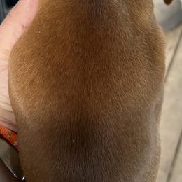 Dachshund Puppies from Witchy Woman’s Wiener’s