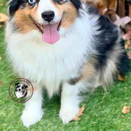 Denali - Miniature Australian Shepherd