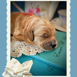 Pierce - Apricot male Goldendoodle puppy in Coarsegold, California from Hobbit Hollow Acres