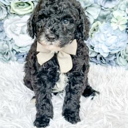 Bingo - Black and white male Bernedoodle puppy in Otisville, Michigan from Danie’s Darling Doodles LLC