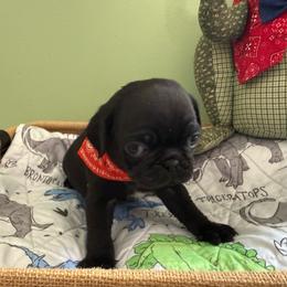 Fonzi - Black male Pug puppy in Hesperia, Michigan from Manistee Farms