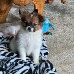 Mitzi's Boy 2 - White and sable male Papillon puppy in Shirley, Arkansas from Lucky Pups