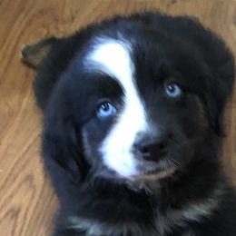 Australian Shepherds, Miniature Australian Shepherds, and Toy Australian Shepherds from Texas Miniature Aussies