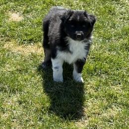 Lime green collar - Black tri-color Australian Shepherd puppy in Ogden, Utah from Rafter H Aussies
