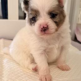 Hux - Blue merle male Pomeranian puppy in New Plymouth, Idaho from Pawdawan Poms