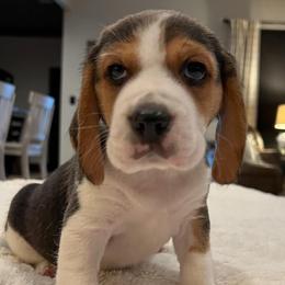 Sloane - Black tan and white female Beagle puppy in Brownsboro, Texas from Willow Bark Beagles