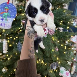 Girl 2 - Black and white female American Corgi puppy in Castle Rock, Washington from R and b corgis and farm