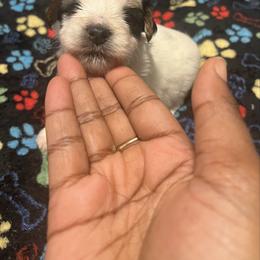 Maggie - Parti female Yorkshire Terrier puppy in Gastonia, North Carolina from Precious pups dynasty kennel