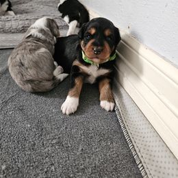 Aussiedoodle Puppies from Parrish Precious Ones
