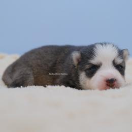 Bishop - Black and white male Pomsky puppy in Loxahatchee, Florida from Cardinal Point Pomskies