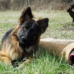 German Shepherds from Haus of Vu von Sven