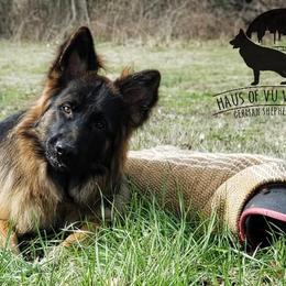 German Shepherds from Haus of Vu von Sven