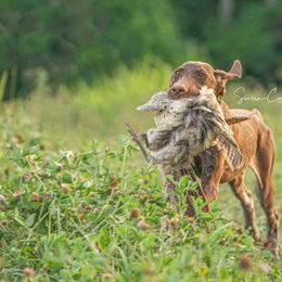 German Shorthaired Pointer and Vizsla Puppies from Nosam kennels