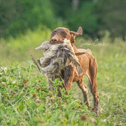 German Shorthaired Pointer and Vizsla Puppies from Nosam kennels