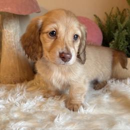 Puppy 2 - Cream male Dachshund puppy in Perryville, Maryland from Heavenly Heritage Dachshunds and Doods