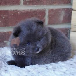 Bella - Blue female Pomeranian puppy in Kingston, Georgia from Southern Charm Poms