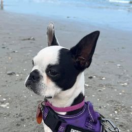 Ella - Boston Terrier