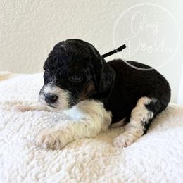 Black - Tri-color male Bernedoodle puppy in Rockwall, Texas from Glory Doodles