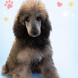 Blitzen - Sable male Poodle puppy in Grovetown, Georgia from PND Kennel