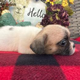 Piebald Boy - White and fawn male French Bulldog puppy in Vineland, New Jersey from Corgis at the Jersey Shore/Frenchie Connection