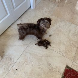Havanese Puppies from Dori Scott