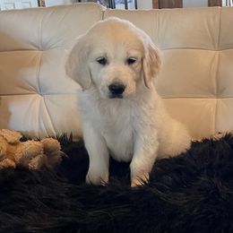 Hoby - Light golden male Golden Retriever puppy in Ennis, Texas from Amberidge Golden Retrievers
