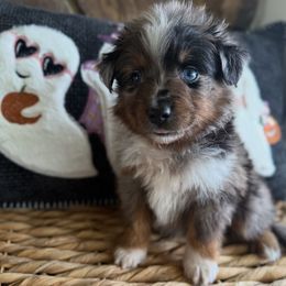 Fiyero - Blue merle male Miniature Australian Shepherd puppy in Melbourne, Florida from True Spirited Aussies