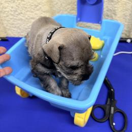 Sam - Salt and pepper male Miniature Schnauzer puppy in Comanche, Texas from Circle R Sidney
