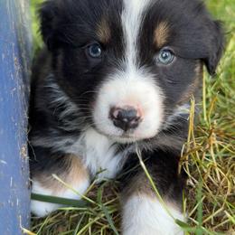 Queen - Black tri-color female Australian Shepherd puppy in Creswell Heights, Washington from Sayre Australian Shepherds