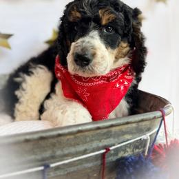 Arlo - Parti male Poodle puppy in Detroit Lakes, Minnesota from Pickerel Pups