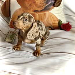 Dachshund Puppies from SR Mini Dachshunds