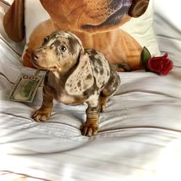 Dachshund Puppies from SR Mini Dachshunds