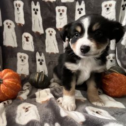 Miniature Australian Shepherd and Toy Australian Shepherd Puppies from Hotmess of Aussies
