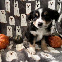 Miniature Australian Shepherd and Toy Australian Shepherd Puppies from Hotmess of Aussies