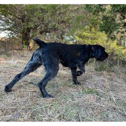 German Shepherd and German Wirehaired Pointer All Grown Up from Seelenfeuer German Shepherd Dogs