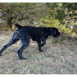 German Shepherd and German Wirehaired Pointer All Grown Up from Seelenfeuer German Shepherd Dogs