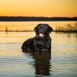 Nola - Labrador Retriever