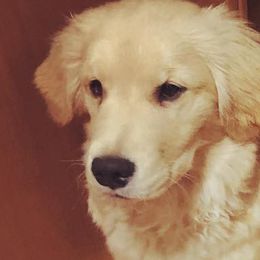 Golden Retrievers from Three River Gold Stars