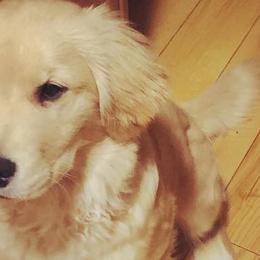 Golden Retrievers from Three River Gold Stars