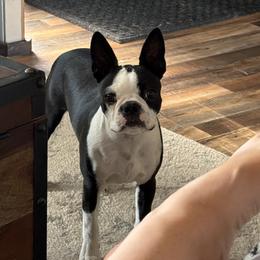 Boston Terrier Puppies from NW Boston Terriers