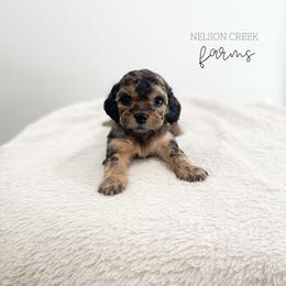 Mozzarella - Black & tan female Maltipoo puppy in Huntsville, Texas from Nelson Creek Farms