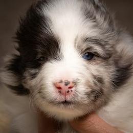 Shetland Sheepdog Puppies from Shirehill Shelties