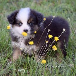 Hailey - Black tri female Miniature Australian Shepherd puppy in Evant, Texas from Lazy VT Bar Ranch