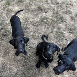 Labrador Retriever puppies from Retriever Run Labradors