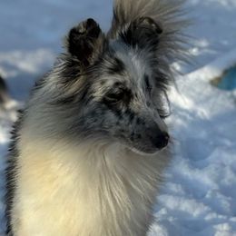 Akira - Shetland Sheepdog