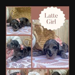 Latte - Blue merle female Sheepadoodle puppy in Columbia, Tennessee from Primrose Cottage Puppies