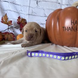 Purple - Yellow female Labrador Retriever puppy in Newton Grove, North Carolina from Wayalife Labradors & Gsp’s