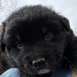 Coal (has tail) - Black tri-color male Australian Shepherd puppy in Butler, Georgia from Aussies at Howling Hill Farm