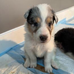 Tinsel - Blue merle white and tan male Collie puppy in Richmond, Kentucky from Puppy Dog City
